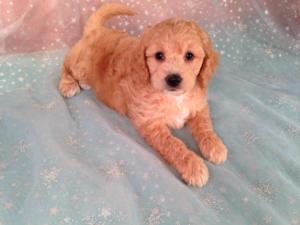 Female Mini Goldendoodle for sale-Iowa, Minnesota, Illinois, and Wisconsin-Joice Iowa 50446